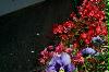 Flowers And Web