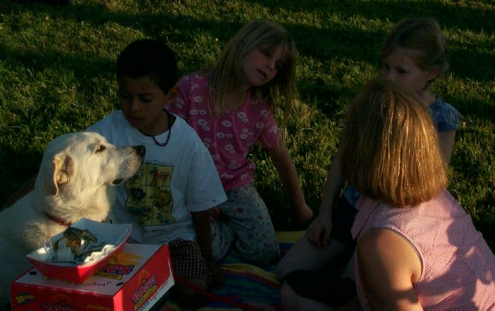 Picnic With Retriever