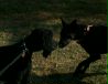Dilly Growled (Hense Lease Tension)